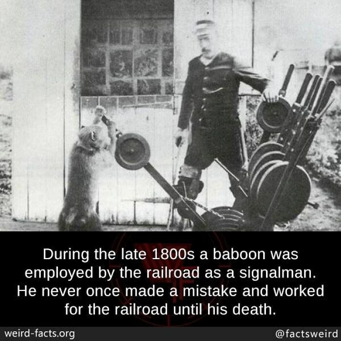 Black and white photo of a baboon employed as a railroad signalman showcasing weird facts about the world.