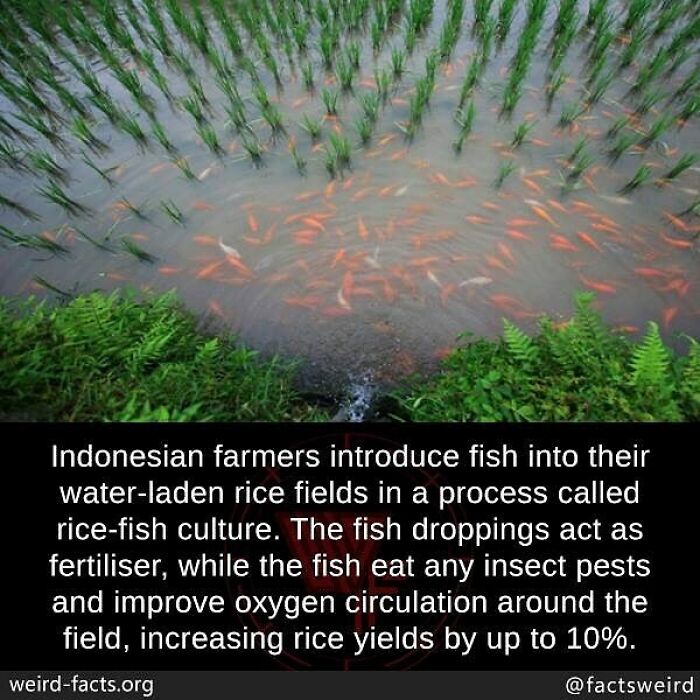 Fish swim in water-filled rice fields demonstrating a weird fact about sustainable farming methods worldwide.
