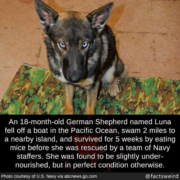 German Shepherd dog that survived swimming 2 miles and living on mice, a weird fact about the world.