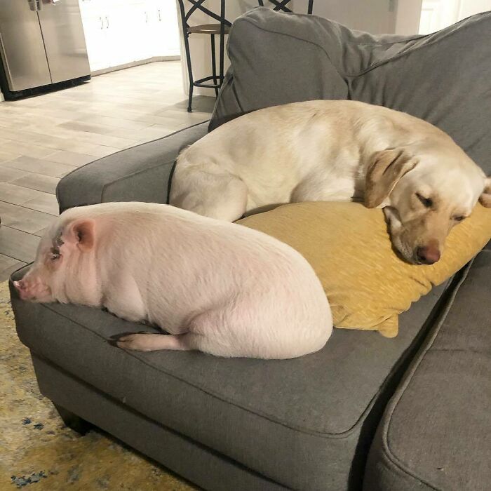 Fitting In 10 Naps A Day Is So Tough