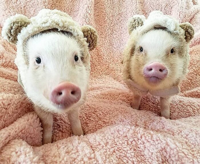 Throwing It Back To Our Bear Hoodies