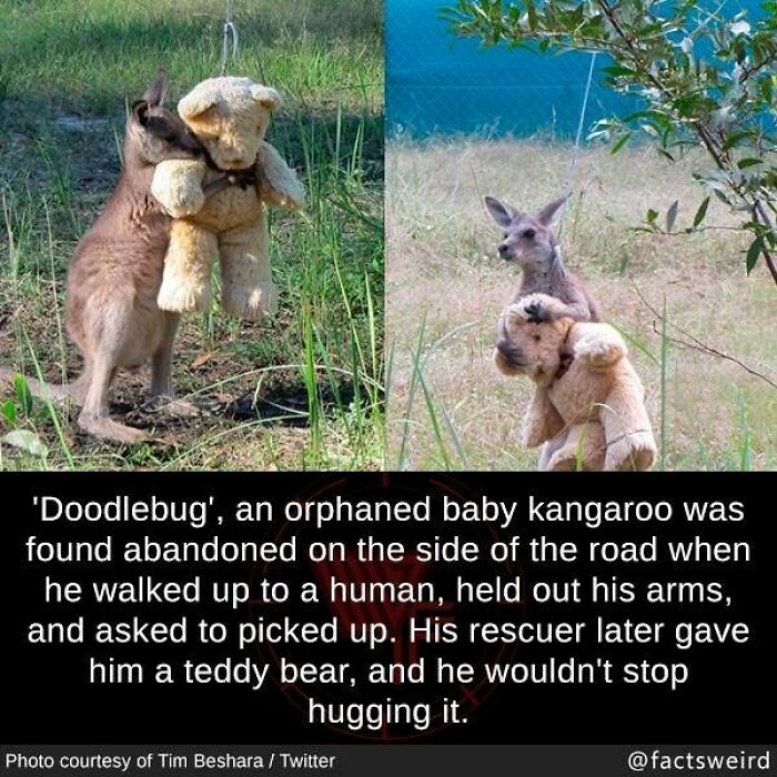 Baby kangaroo named Doodlebug hugging a teddy bear after being rescued, a weird fact about the world.