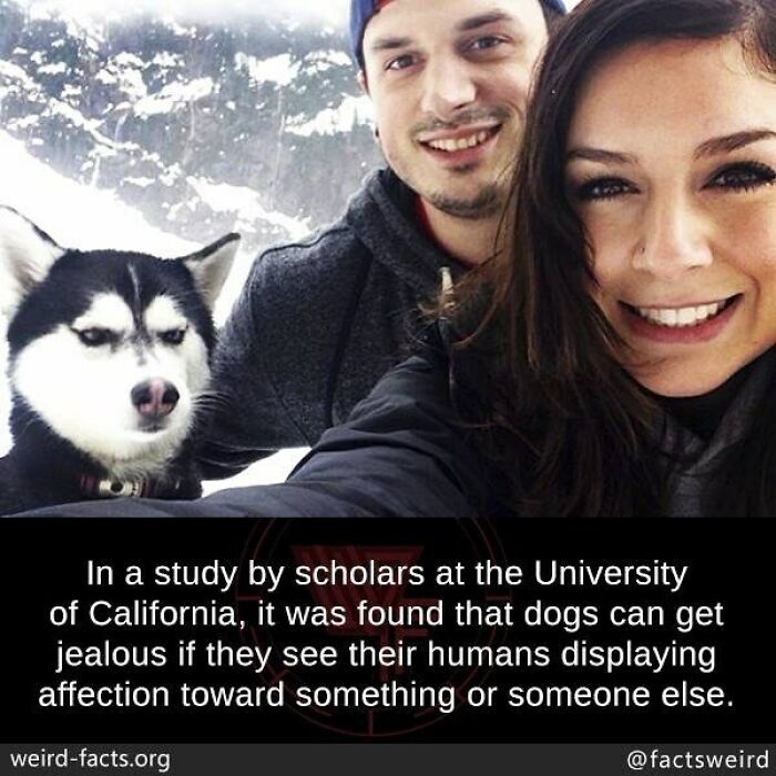 Image showing a study fact about dogs’ jealousy, featuring a couple and a husky with a snowy mountain background.