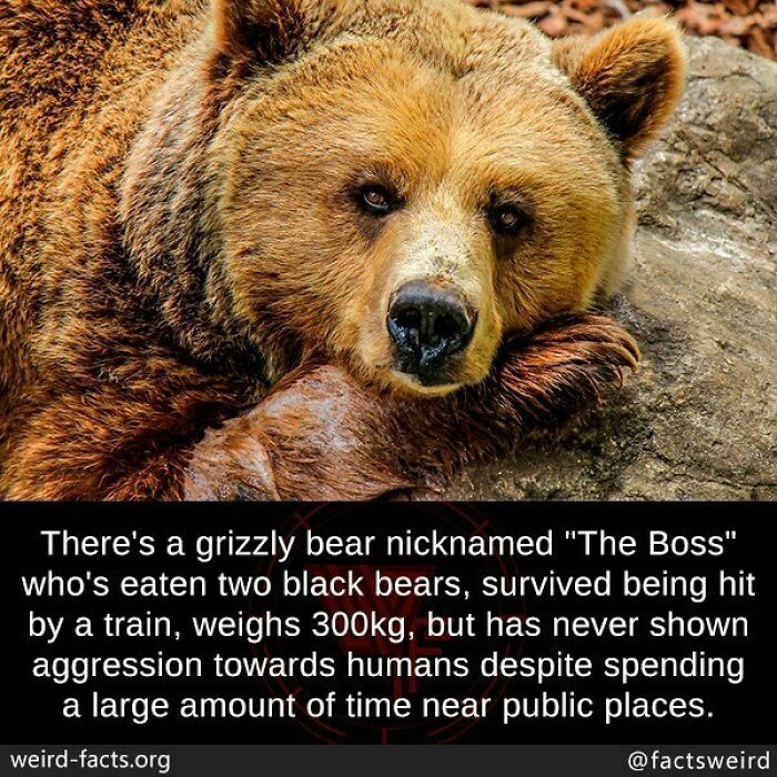 Grizzly bear known as The Boss shows unusual behavior, a weird fact that offers a fresh perspective on the world.