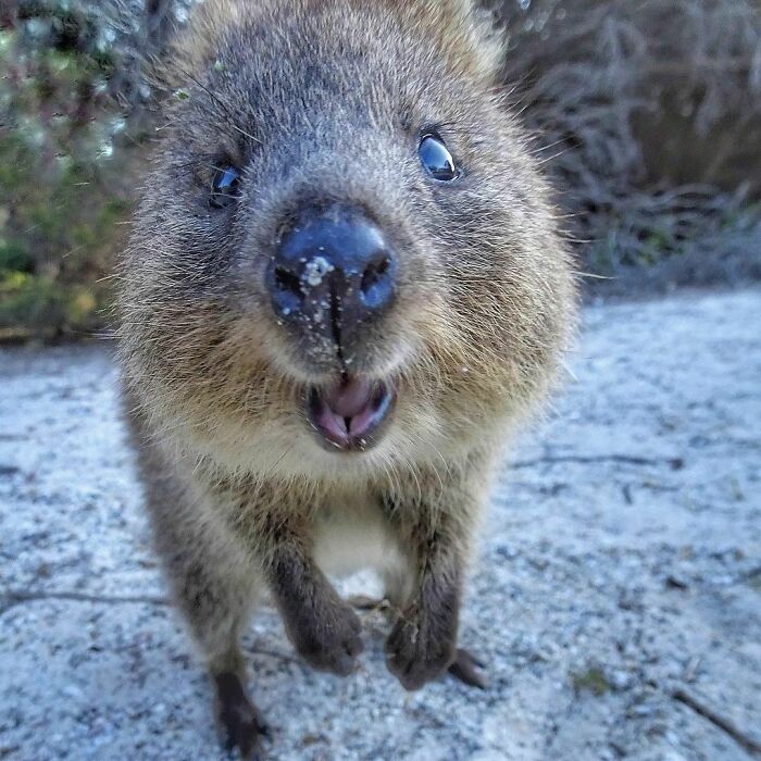 Some Quokka Cuteness 2.0