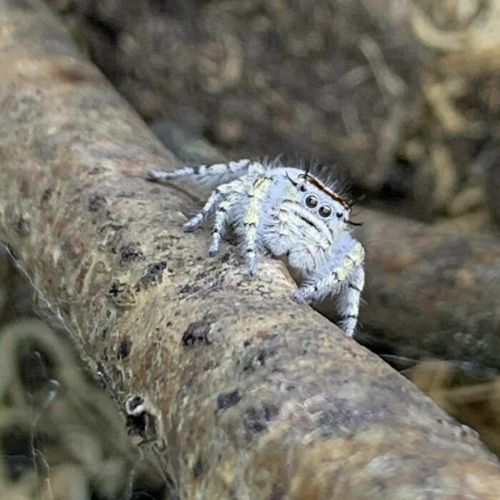 Female Comatus, She’s Just Left Her Nest