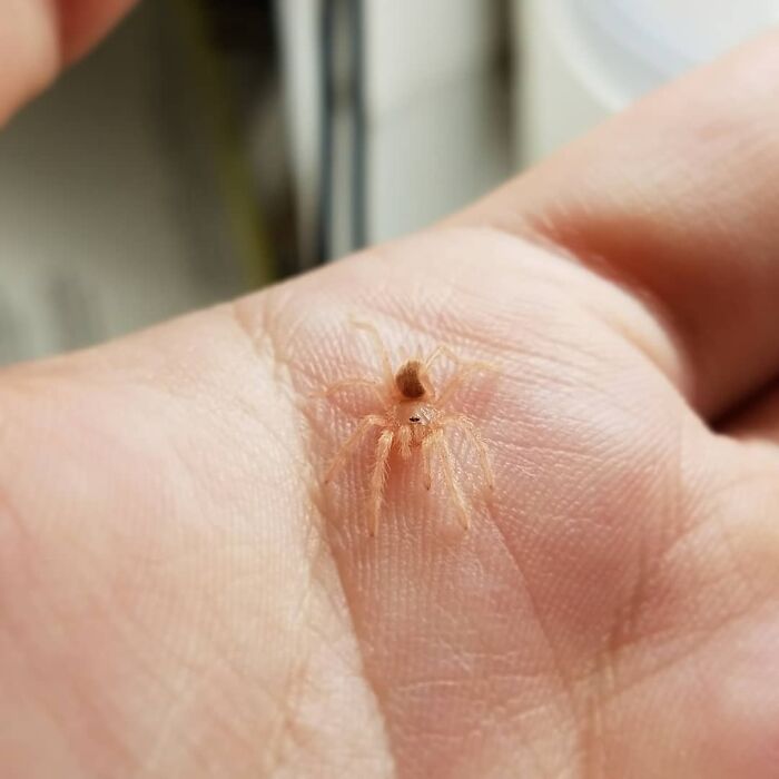 Neoholothele Incei Gold