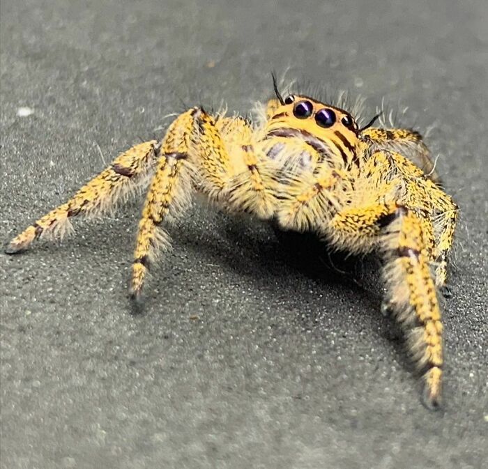 Hyllus Giganteus Female