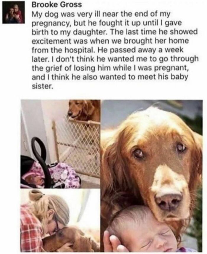 Heartwarming pictures of a dog meeting his newborn baby sister before passing, from wholesome meets the internet account.