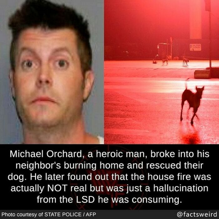 Man breaks into burning home to save dog, later learns it was an LSD-induced hallucination, a weird fact about the world.