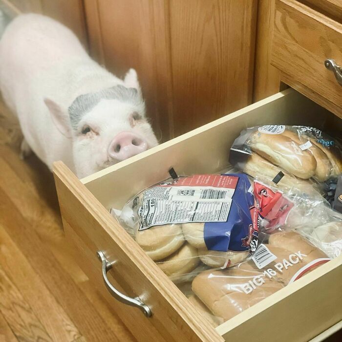 There Was A Lot Of Grunting Coming From The Pantry