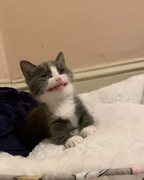 Goofy cat with a humorous facial expression laying on a soft blanket, showcasing quirky and silly cat behavior.