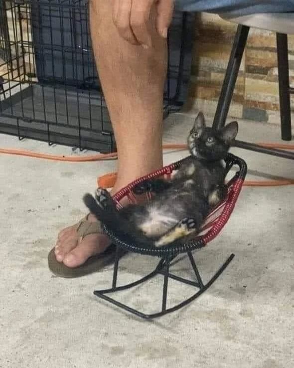 Goofy cat lounging in a miniature rocking chair next to a person's foot, acting so silly it looks broken.