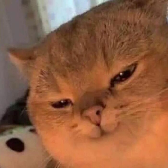 Close-up of a goofy cat face with squinted eyes, showing a funny expression that looks like the cat is broken.