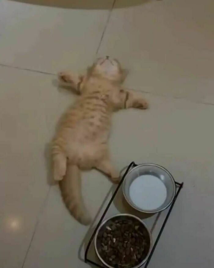 Goofy cat lying on the floor next to food and milk bowls, acting so silly owners thought it was broken.