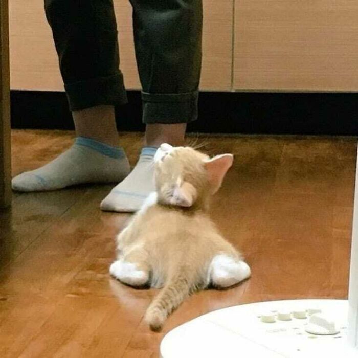 Goofy cat lying flat on the floor with legs splayed, acting so silly owners thought it was broken in a funny moment.
