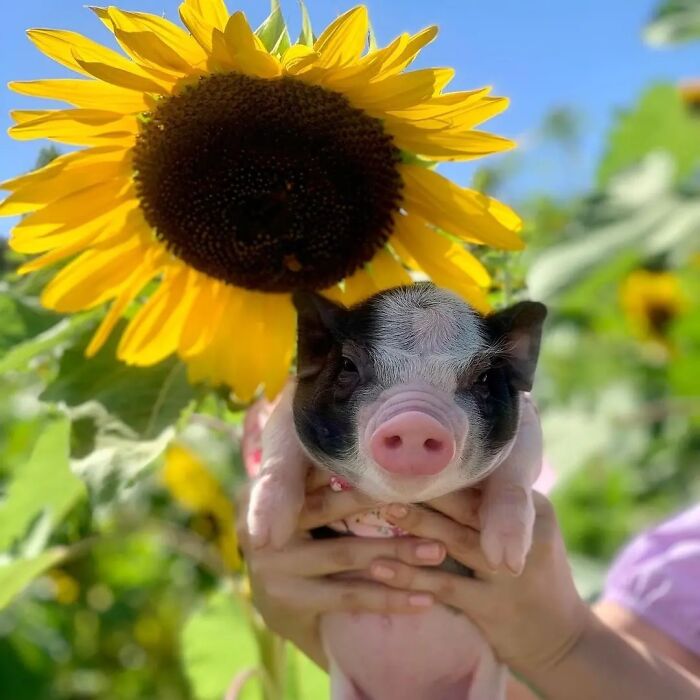 Sunny And Sunflowers