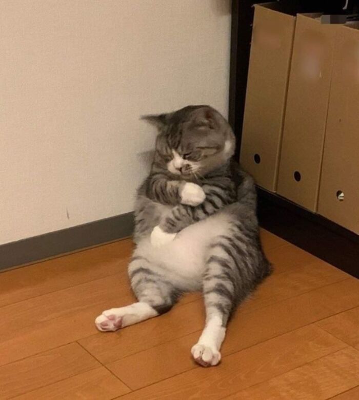 Goofy cat sitting on the floor with legs spread, looking relaxed and silly in a home setting.