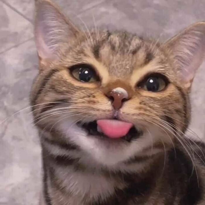 Close-up of a goofy cat with tongue out, acting silly and playful as shared by the Cat Virus.Exe page.
