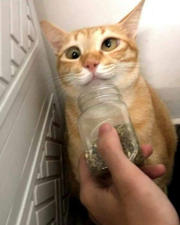 Orange cat with wide eyes sniffing a jar, acting goofy and funny as shared by the Cat Virus.Exe page.