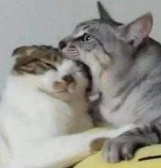 Two goofy cats playfully interacting, one appearing to nibble the other's head, showcasing funny cat behavior.