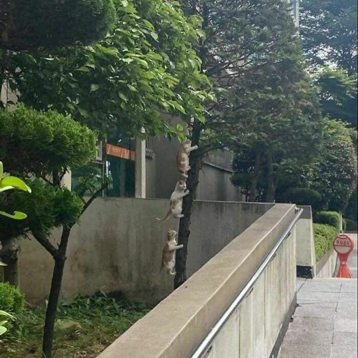 Three goofy cats climbing a tree in an urban area, acting so silly their owners thought they were broken.