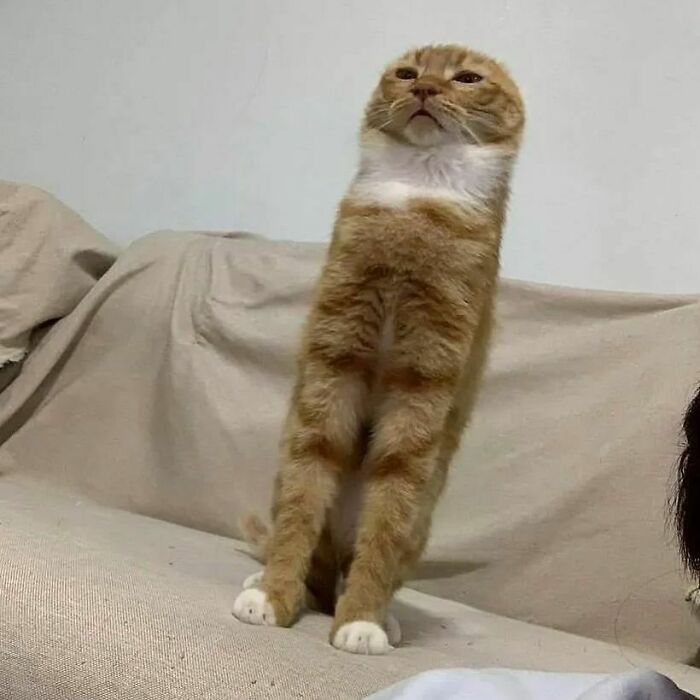 Goofy cat standing upright on couch looking confused, one of 50 times cats acted so goofy they seemed broken.