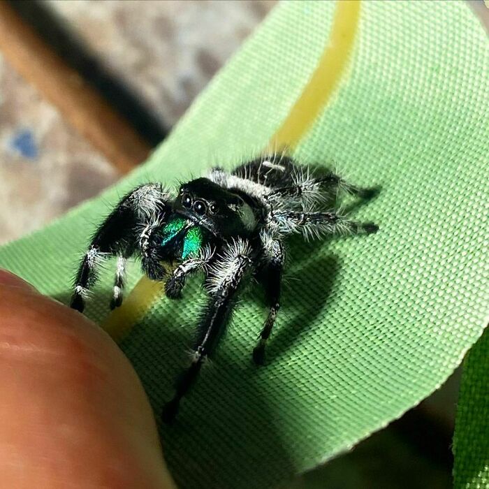 Male Phidippus Regius Bahamas