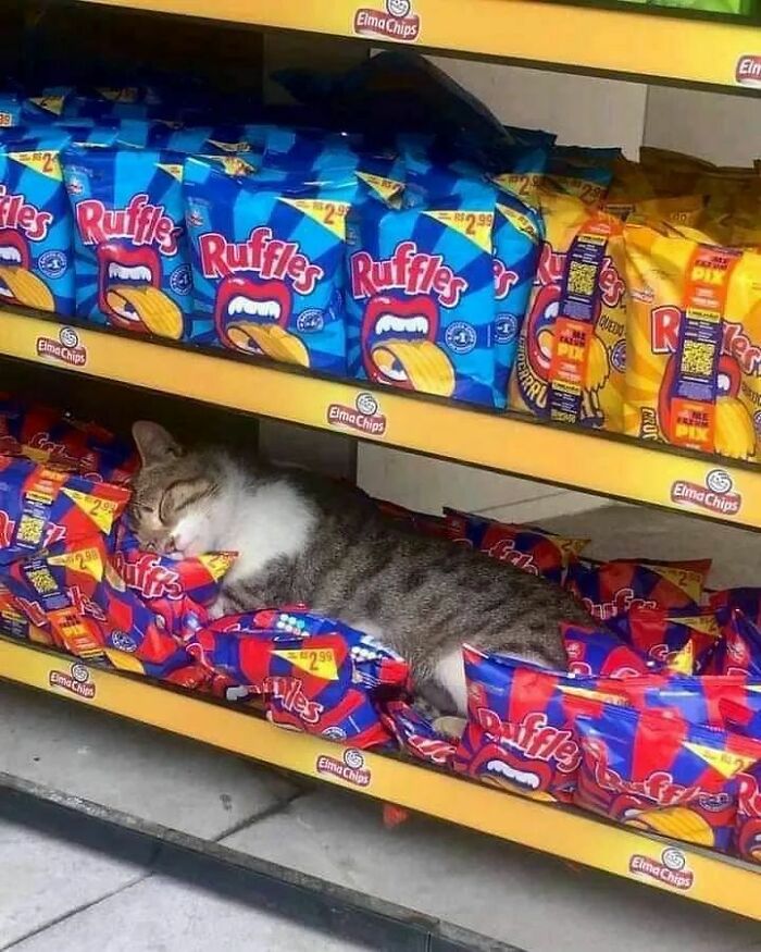 Cat acting goofy sleeping among chip bags on a store shelf, owners amused by their pets' silly behavior.