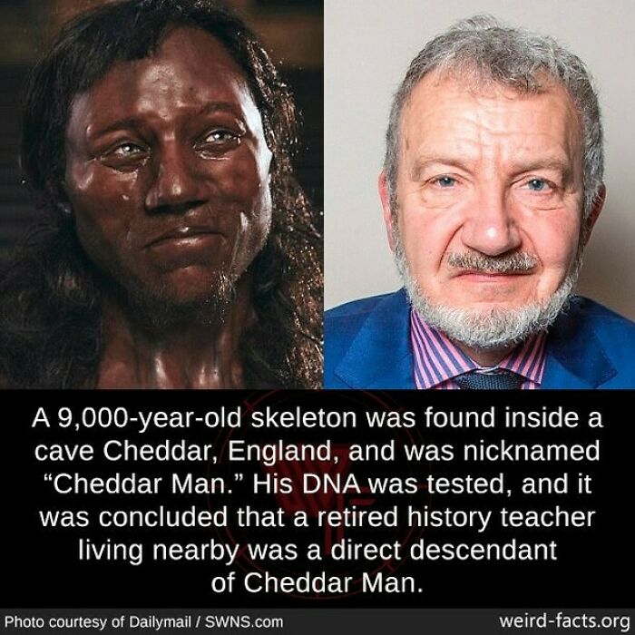 Reconstruction of 9,000-year-old Cheddar Man skeleton and his modern descendant shown side by side.