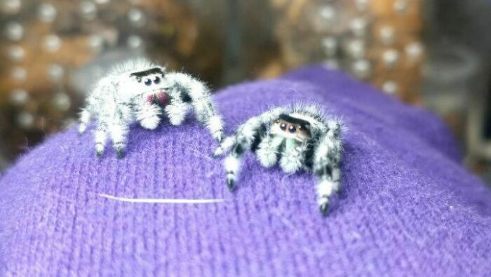 Mooomm She Poked Me!