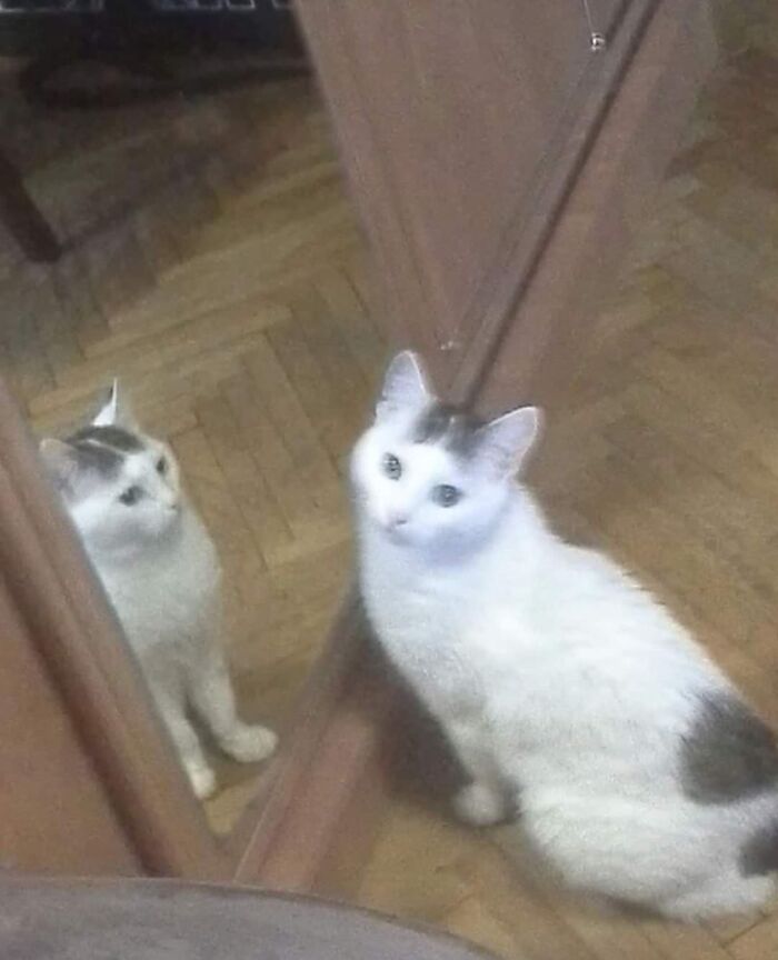 White and gray cat with spots looking curiously at its reflection on a wooden floor, showcasing goofy cat behavior.