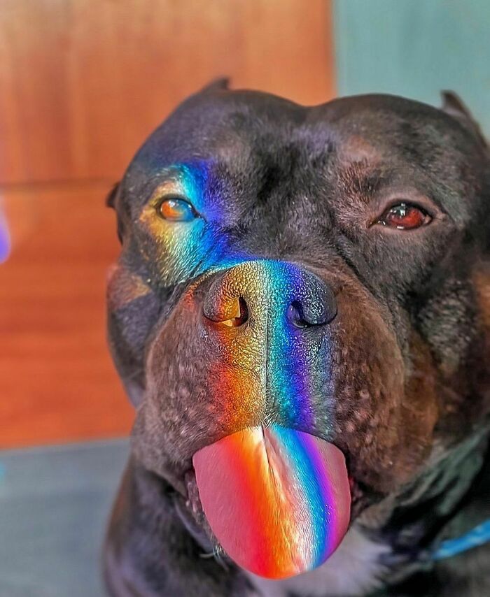 Rainbow Dog