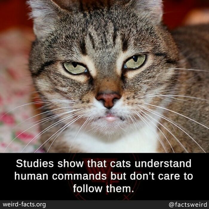 Close-up of a cat with a caption about weird facts revealing cats understand human commands but ignore them.