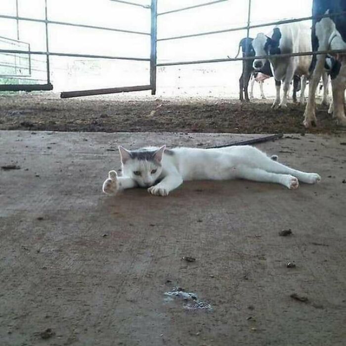 Goofy cat lying stretched out on a barn floor near cows, showing funny and silly behavior by the cat.
