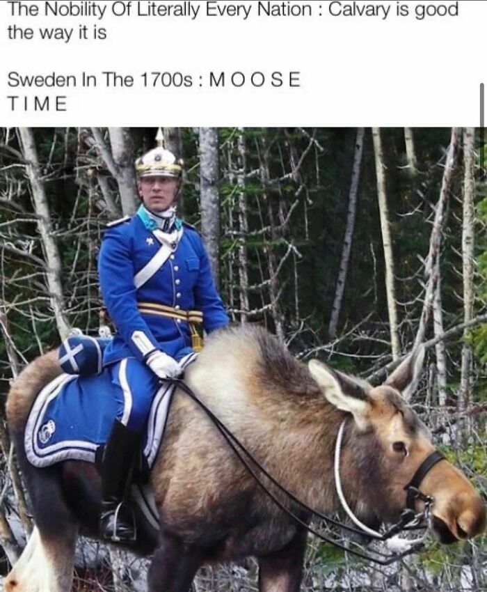 Man in 1700s Swedish military uniform riding a moose, a funny and accurate history meme about nobility and Sweden.