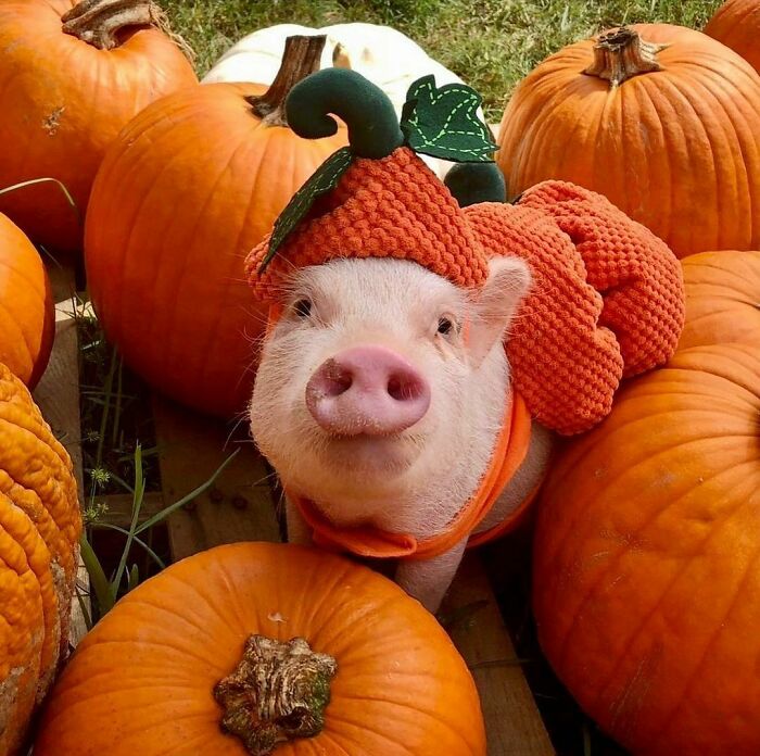 I’d Pick You Every Time Pumpkin Penn!