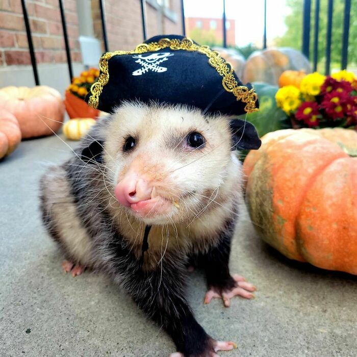 "Shiver Me Timbers! I'm A Pirate!" - Seymour