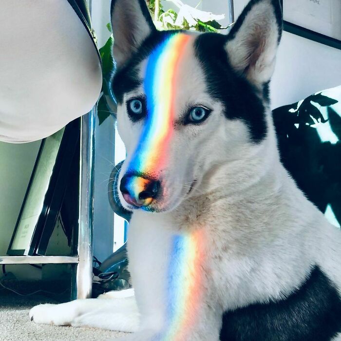 Rainbow Dog