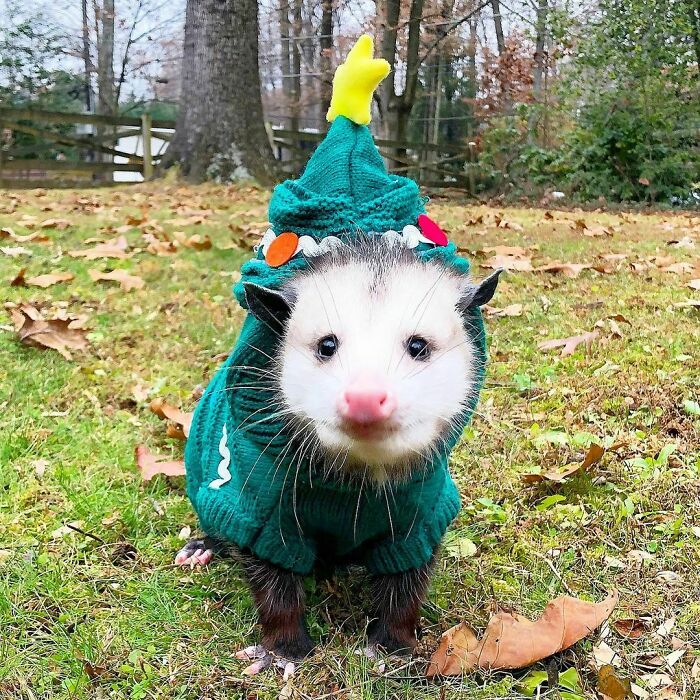 Every Holiday Tree Starts As A Seedling!