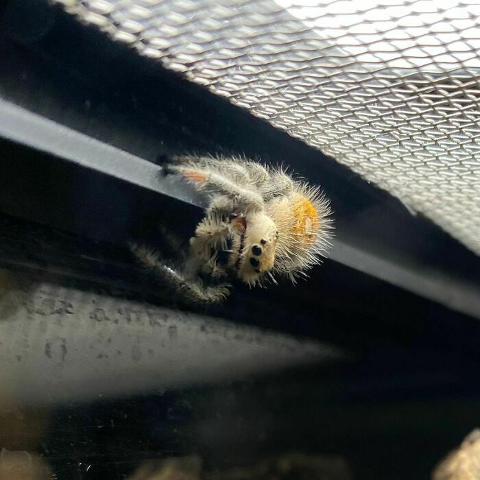 Newest Addition To My Critter Collection!