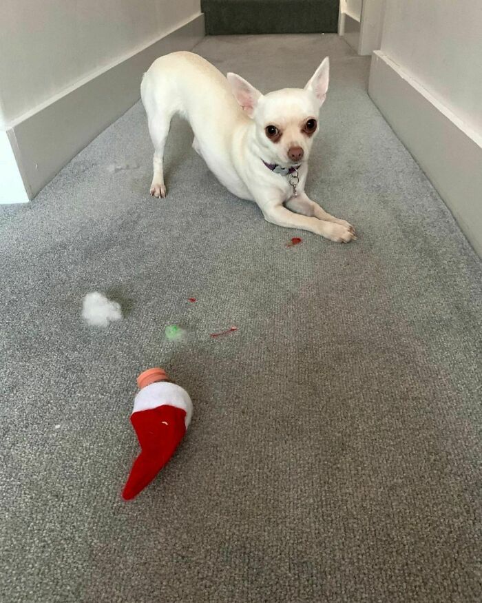 It Wasn’t Me, Elf Did Not Loose His Head, I Repeat, The Elf Did Not Loose His Head