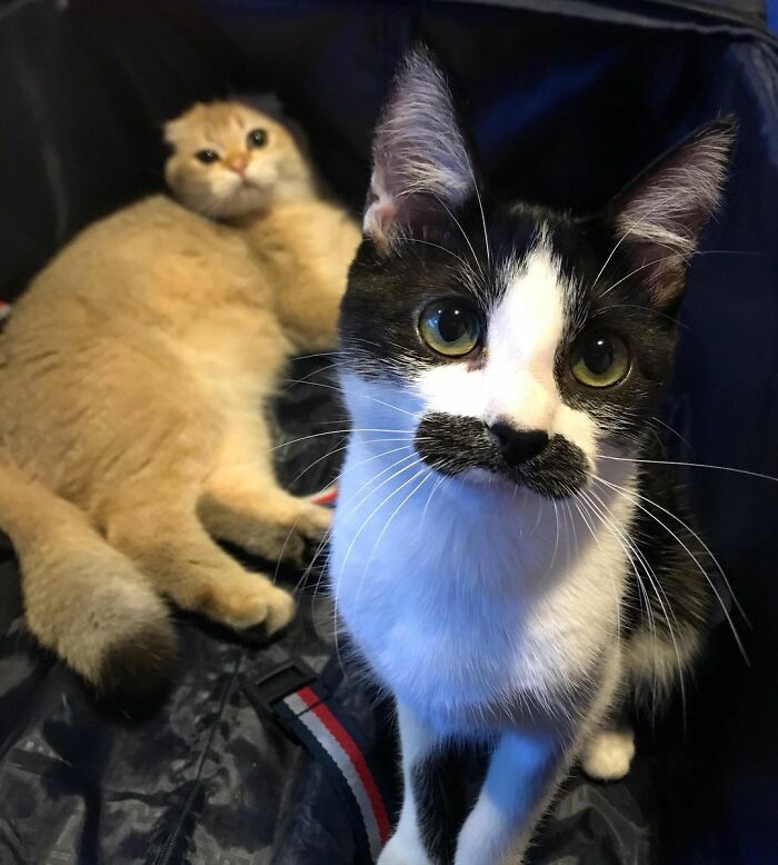 This Cat Went Viral On Instagram Because It Was Born With A "Mustache"
