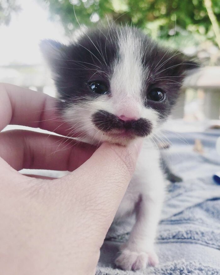 This Cat Went Viral On Instagram Because It Was Born With A "Mustache"