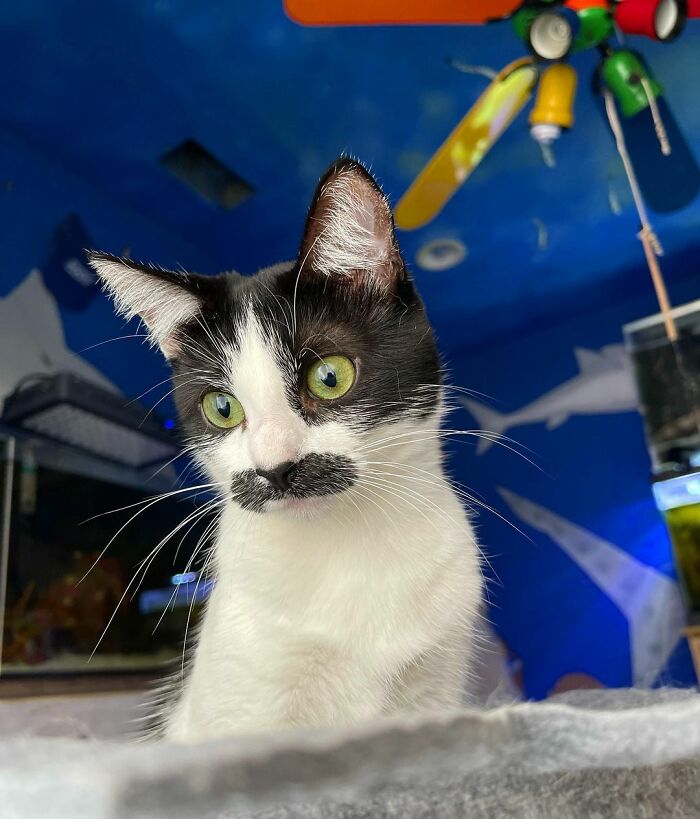 This Cat Went Viral On Instagram Because It Was Born With A "Mustache"