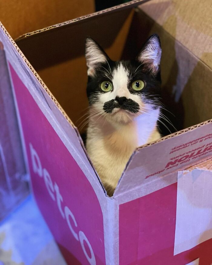 This Cat Went Viral On Instagram Because It Was Born With A "Mustache"