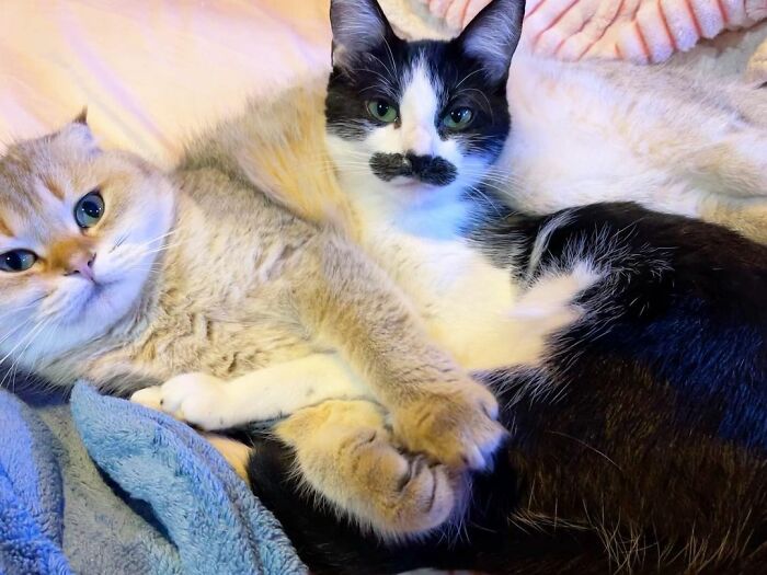 This Cat Went Viral On Instagram Because It Was Born With A "Mustache"