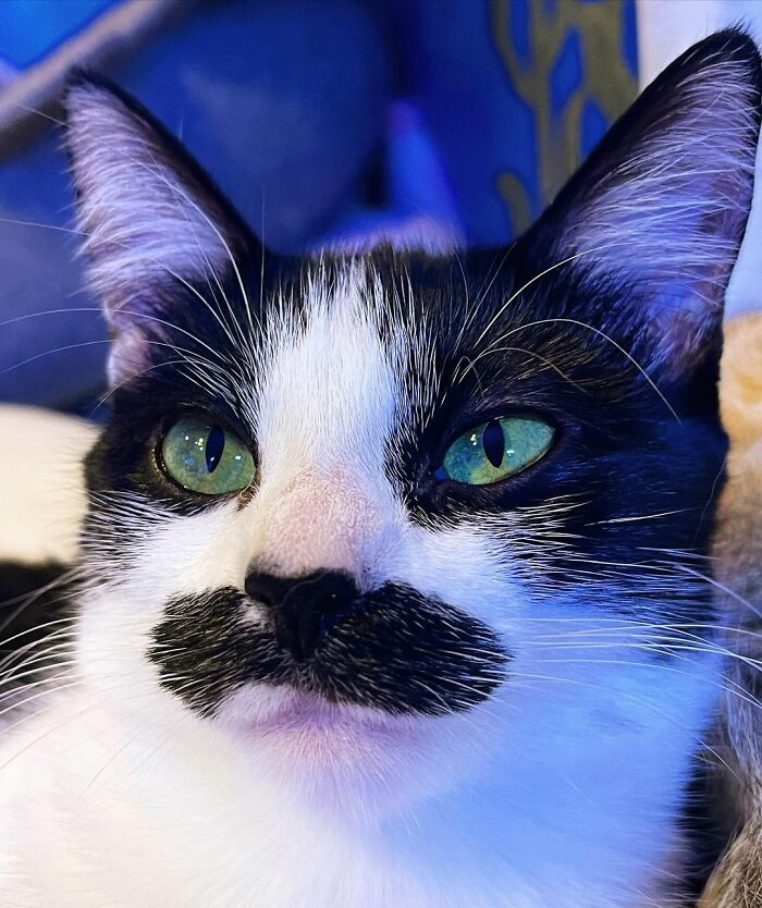 This Cat Went Viral On Instagram Because It Was Born With A "Mustache"