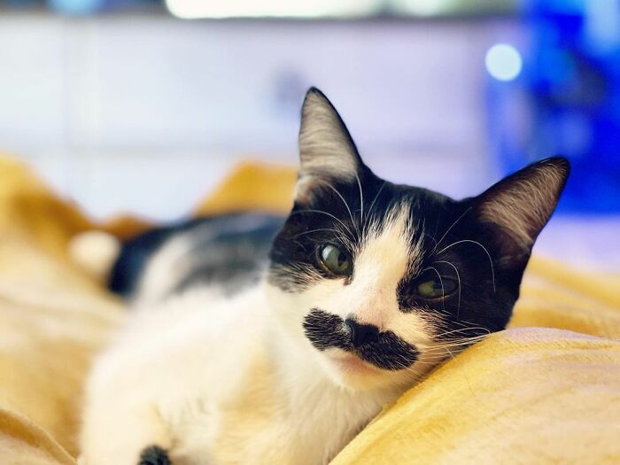 This Cat Went Viral On Instagram Because It Was Born With A "Mustache"