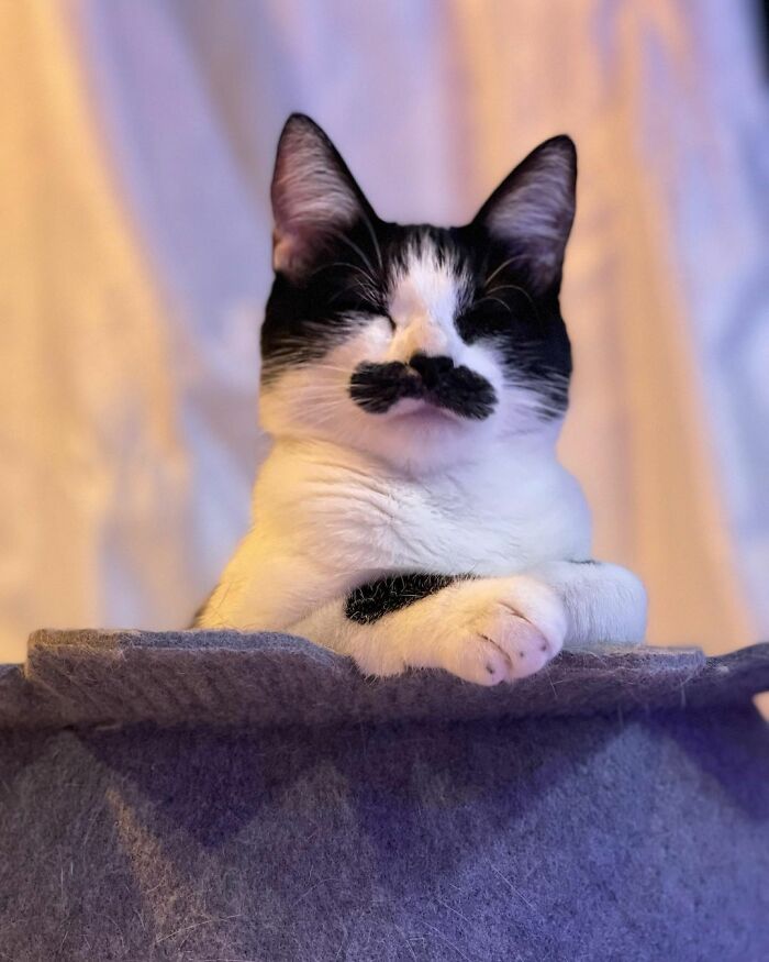 This Cat Went Viral On Instagram Because It Was Born With A "Mustache"